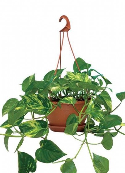 ����� �����