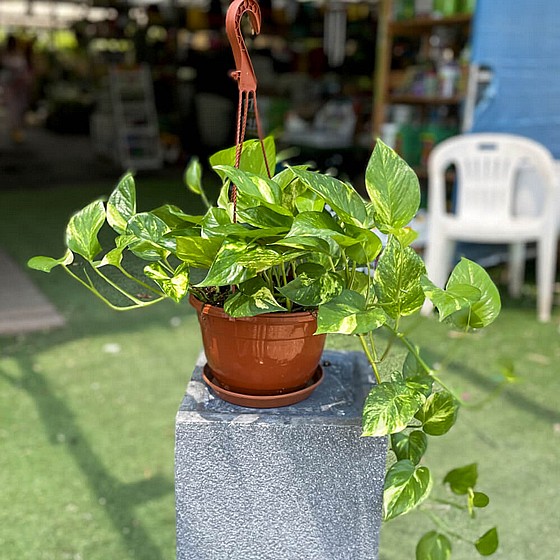 ����� ����� ����� �����