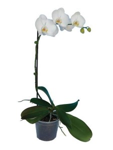 סחלב קטן סחלב קטן