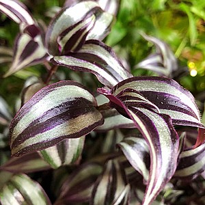 ����� ����