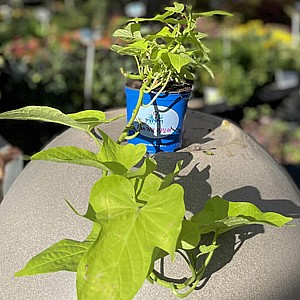 ליפופית הבטטה (איפומיאה) ליפופית הבטטה (איפומיאה)