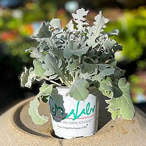 דרדר מאפיר דרדר מאפיר