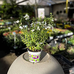 אנגלוניה בפריחה לבנה אנגלוניה בפריחה לבנה