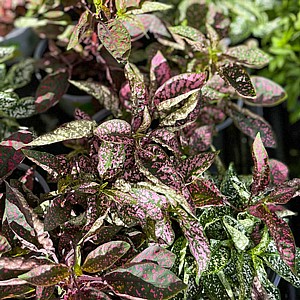 היפואסטס - צילום תקריב היפואסטס - צילום תקריב