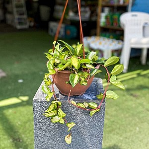 �� ��� (����)