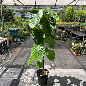 ���� ����� �������