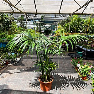 �� ��� �����