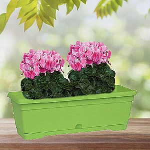 ערכת רקפות באדנית צבר ערכת רקפות באדנית צבר