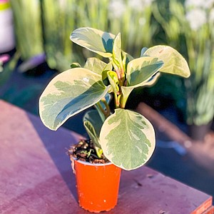 ������� ���������