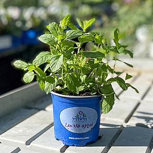 ���� ���� �����