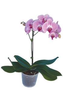 סחלב - ענף אחד סחלב - ענף אחד