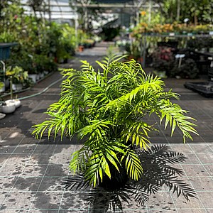 �� ��� ������� ����� ����� 10 ����