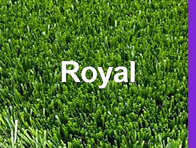 ���� ��� ������ ��� ����� - Royal ����� 10 �"�	