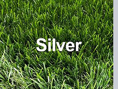 ���� ��� ������ ������ ��� ����� - Silver ����� 44 �"�