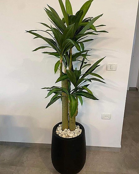 ����� ������� 1.50 �