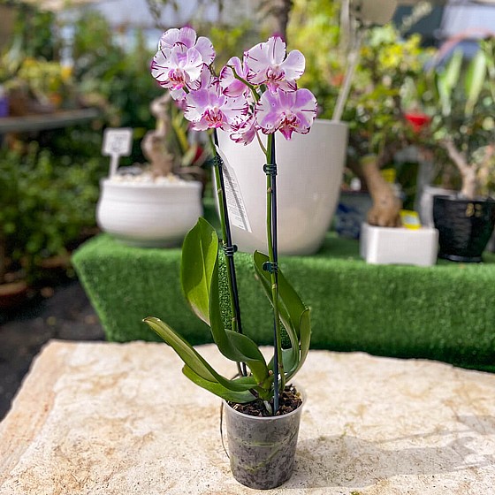 ���� ���� 2 �����