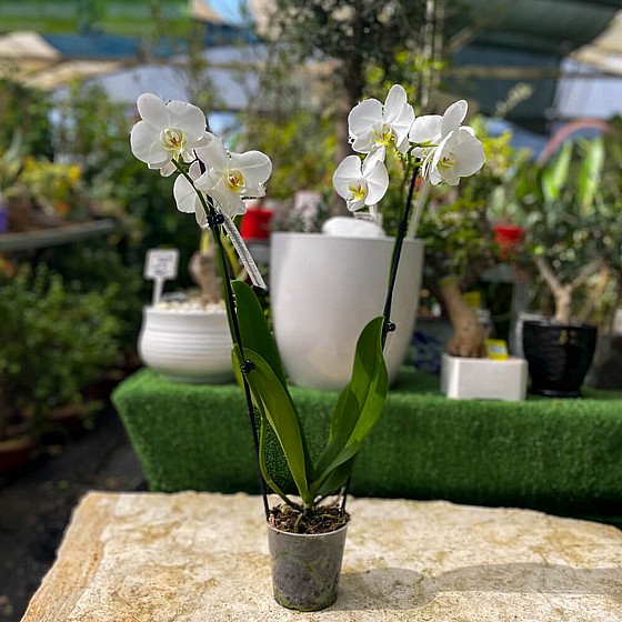 ���� ���� 2 ����� ������ ���� ���