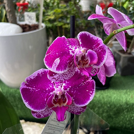 ���� ������ �����