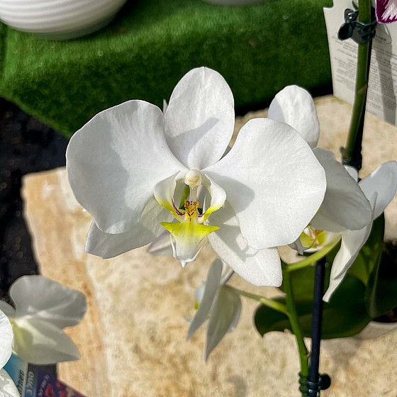 ���� ���