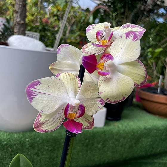 ���� ����� ��� �����