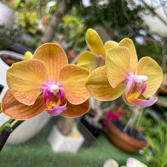 ������ ������