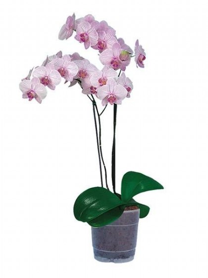 ���� - 2 �����