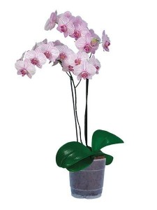 סחלב - 2 ענפים סחלב - 2 ענפים