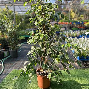 פיקוס בנימינה פיקוס בנימינה