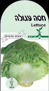 ���� ��� �����