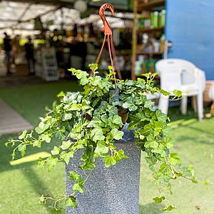 ����� ����