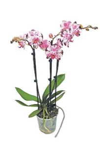 עציץ סחלב עם 3 ענפים עציץ סחלב עם 3 ענפים