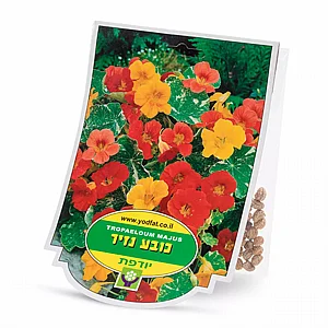 ����� ���� ����