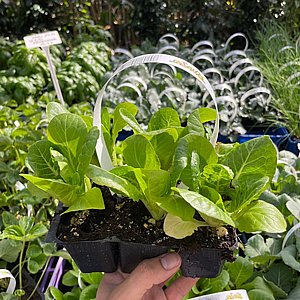 ������ ������ - ��� 