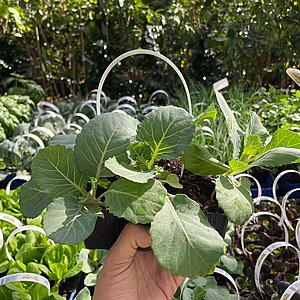 ������ ������ - ����