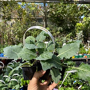 ������ ������ - �������