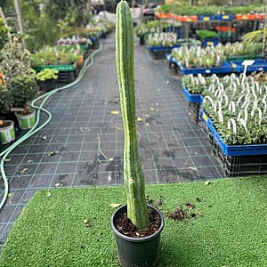 ����� �� ����