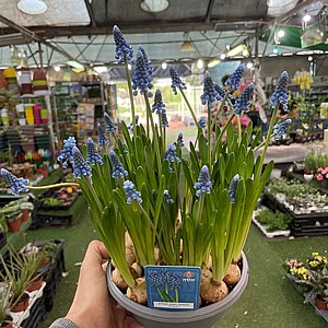 ���� ������ ��� ����