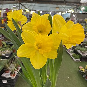 ���� ����� ����