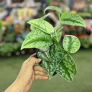 ������ ����