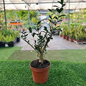 ��� ������