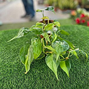 ���������� ������