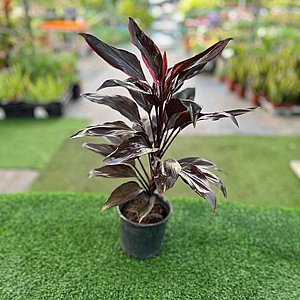 ��������� ����