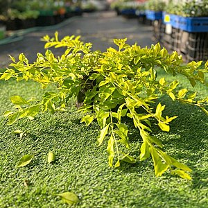 ������ ��������