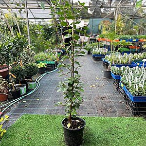 ���� �����