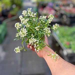 סלסלי כסף סלסלי כסף