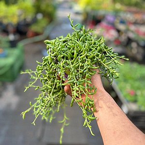 ����� �����