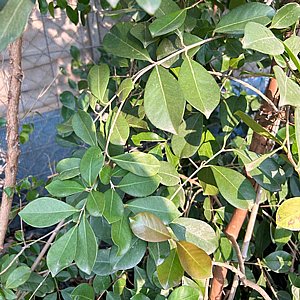 ������ �����