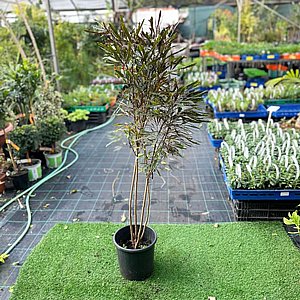 ����� ���������� 