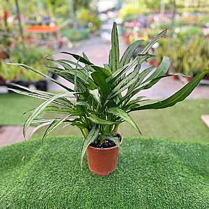 ������� ����� ����� 