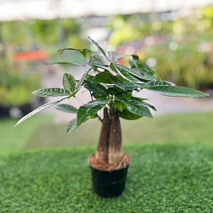 ������ ���� ����